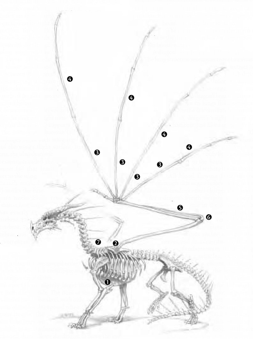 说明: 说明: 说明: E:\文件原档\未完成版\巨龙之书（Dra）\1\骨架.jpg